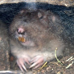 2013: Hutchinson Zoo