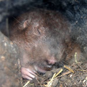 2013: Hutchinson Zoo