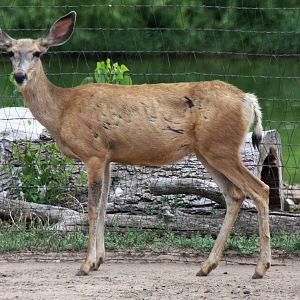 2013: Hutchinson Zoo
