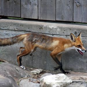 2013: Hutchinson Zoo