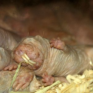 2013: Philadelphia Zoo