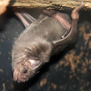 2013: Rosamond Gifford Zoo