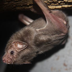 2013: Rosamond Gifford Zoo