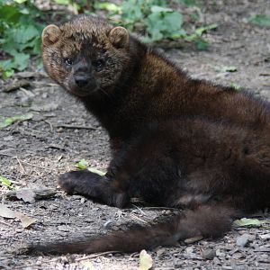 2013: Rosamond Gifford Zoo