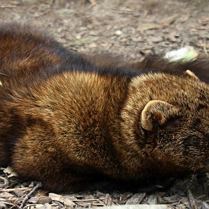 2013: Rosamond Gifford Zoo