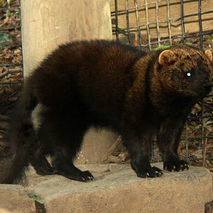 2013: Rosamond Gifford Zoo
