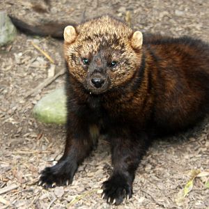 2013: Rosamond Gifford Zoo