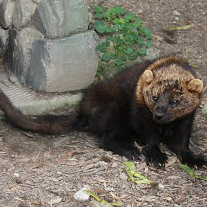 2013: Rosamond Gifford Zoo