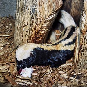2006: Omaha's Henry Doorly Zoo