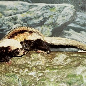 2006: Cincinnati Zoo