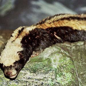 2006: Cincinnati Zoo