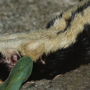 2011: Cincinnati Zoo