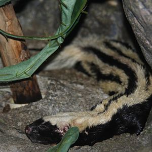 2011: Cincinnati Zoo