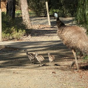 Emu chicks