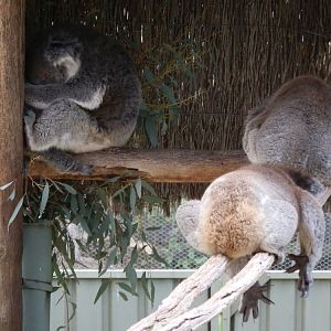 Koalas