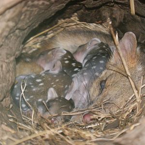 Eastern Quolls