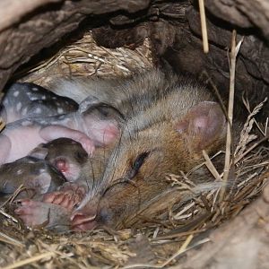 Eastern Quolls