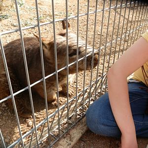 Hairy Nosed Wombat