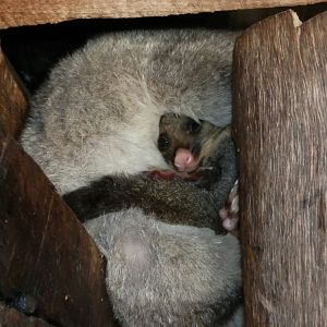 Brush Tailed Possum