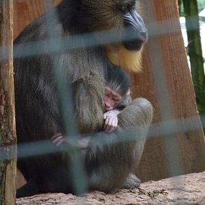 New-born Mandrill, 11 September 2013