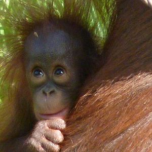 Bornean Orangutan Infant, 4 September 2013