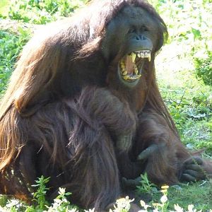 Demo, male Bornean Orangutan, 9 September 2013