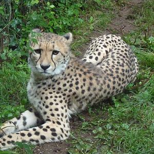 Female Cheetah, 13 September 2013