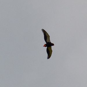 Bateleur