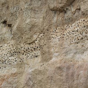 Nest sites of Bee-eaters and Kingfishers