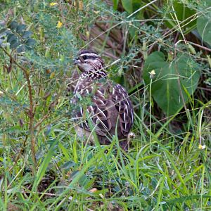 Crested Francolin