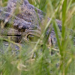 Nile Crocodile eye