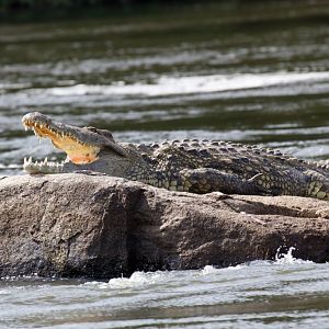 Nile Crocodile