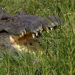 Nile Crocodile