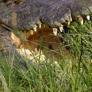 Nile Crocodile - dentition