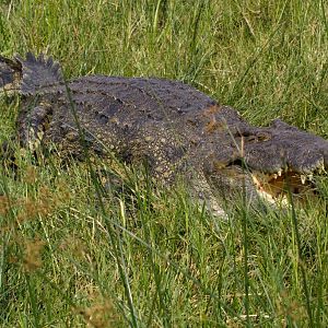 Nile Crocodile