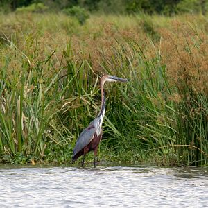 Goliath Heron