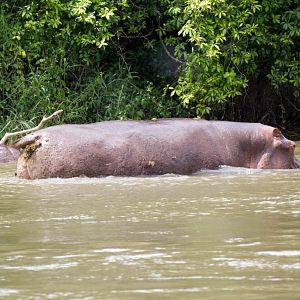 Hippo ... erm, wagging it's tail