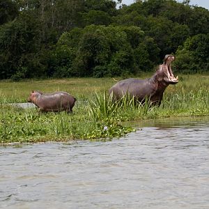 Hippo yawn and calf