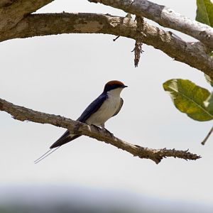 Wire-tailed Swallow