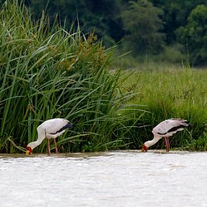 Yellow-billed Storks