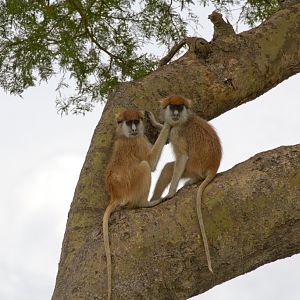 Patas Monkeys