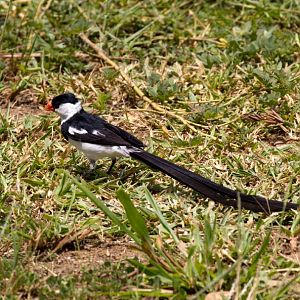 Pin-tailed Whydah male
