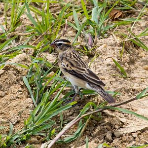 Pin-tailed Whydah, female
