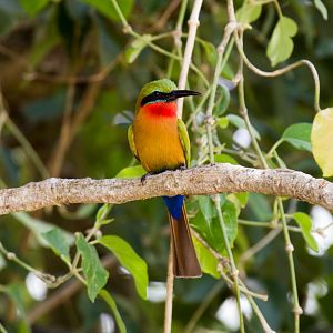 Red-throated Bee-eater