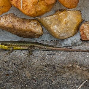 Speckled-lipped Skink