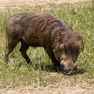 Warthog