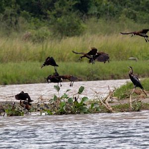 White-faced Whistle-ducks and a Darter