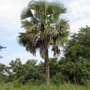 Borassis Palm