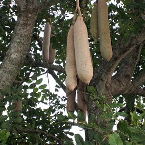 Sausage Tree