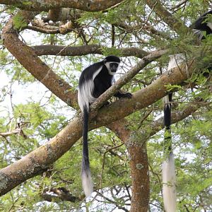 Guereza Colobus